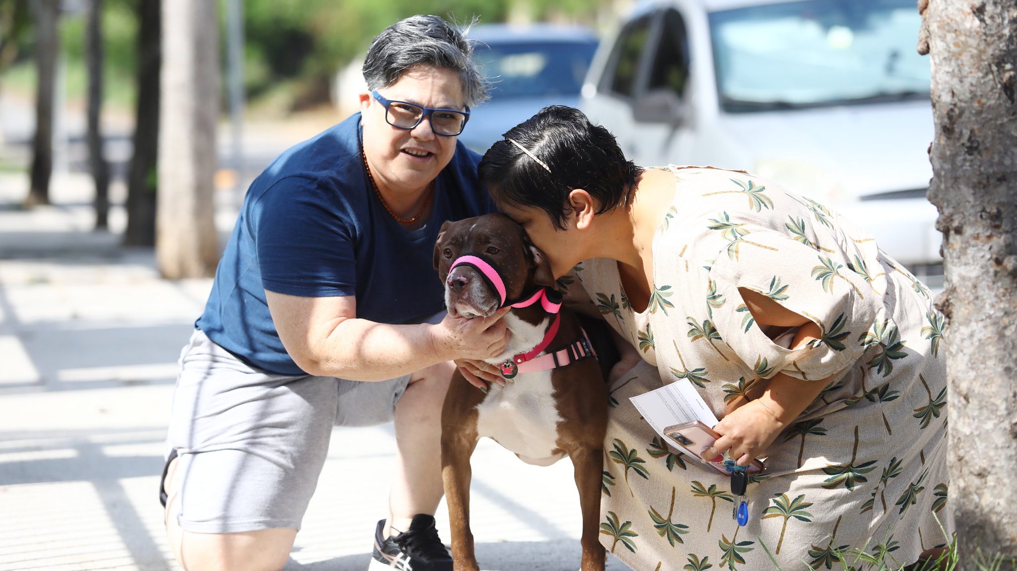 Estigmatizados, pitbulls são quase 30% dos cães para adoção no CCZ de São José