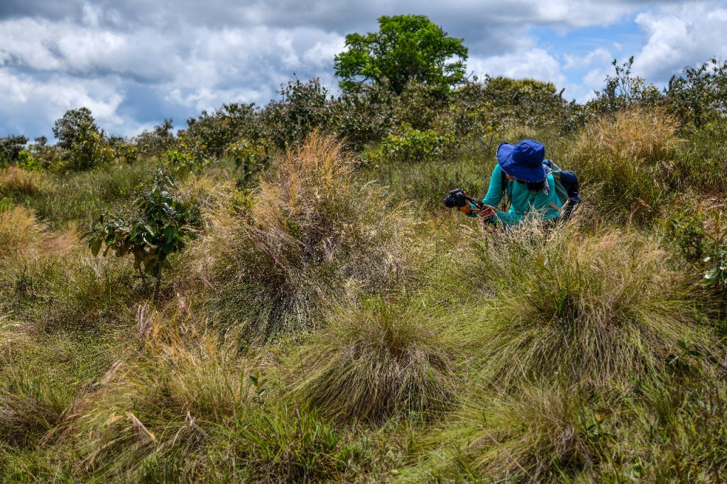 Cerrado Paulista sjc