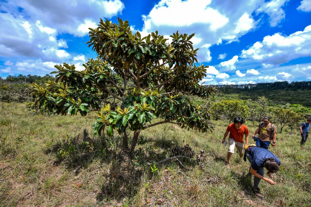 Cerrado Paulista sjc