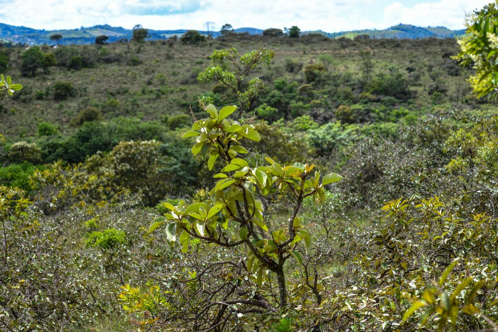 Cerrado Paulista sjc