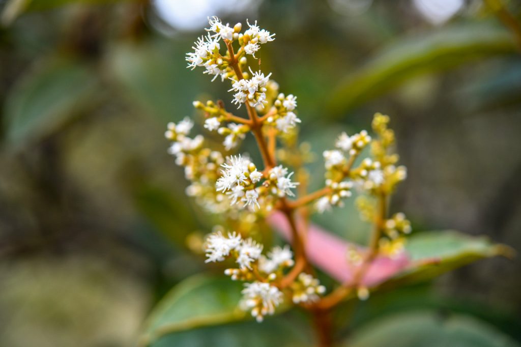 Cerrado Paulista sjc