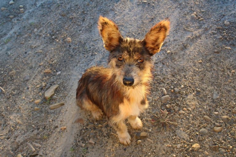 cachorro da ONG Chico Pata de Taubaté