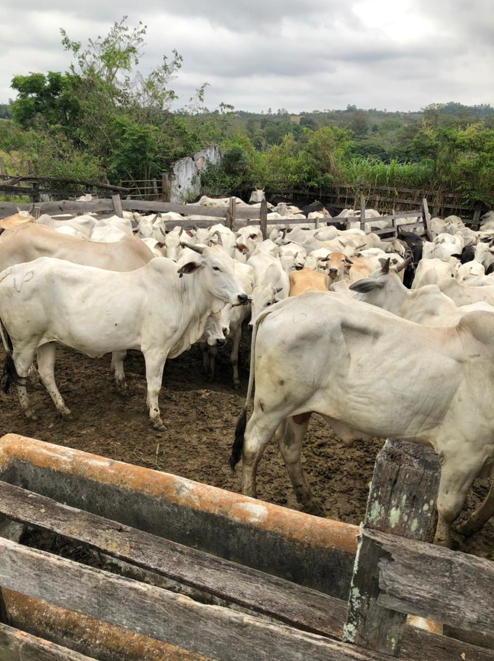 Criminosos invadem fazendo e tentam roubar 150 cabeças de gado em São José dos Campos
