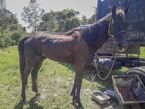 Homem é multado em R$ 3 mil por maus tratos a cavalo em Caraguatatuba