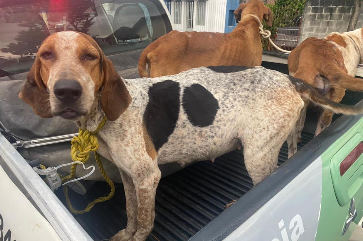 Homem é preso e multado por maus tratos a animais em São José dos Campos.