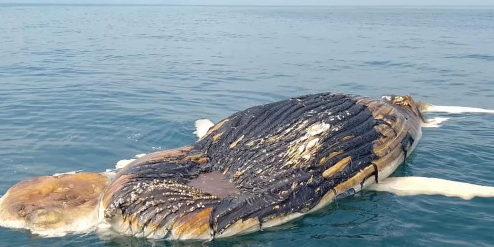 Baleia é encontrada morta em São Sebastião.