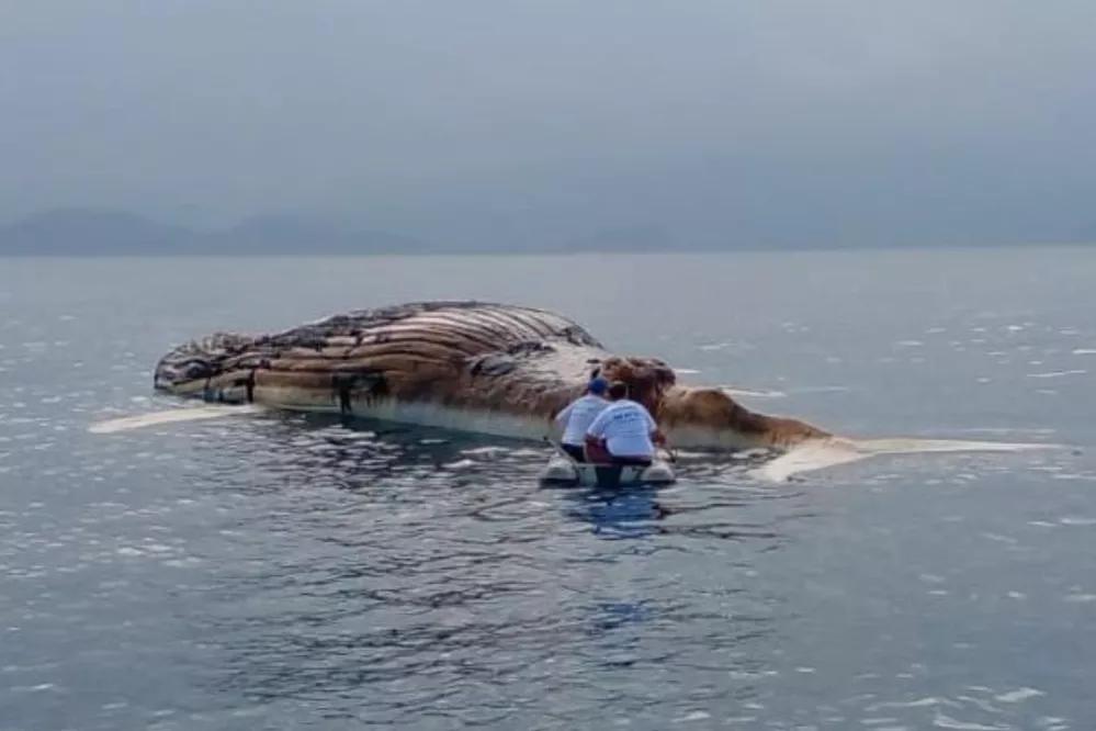 Resgate da baleia-jubarte, em São Sebastião, na última terça-feira.