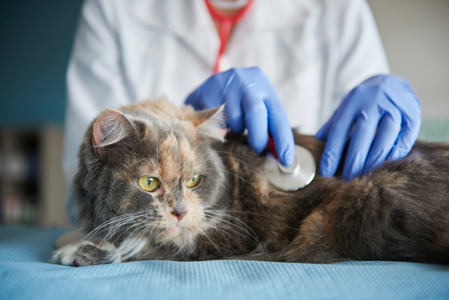 Gato cinza e de olhos amarelos repousado sobre uma maca, na frente da imagem. Ele é examinado por médico veterinário de jaleco branco, luvas azuis e camiseta vermelha. O médico apoia as duas mãos sobre o gato; em uma delas tem um estetoscópio que utiliza para examinar o animal.