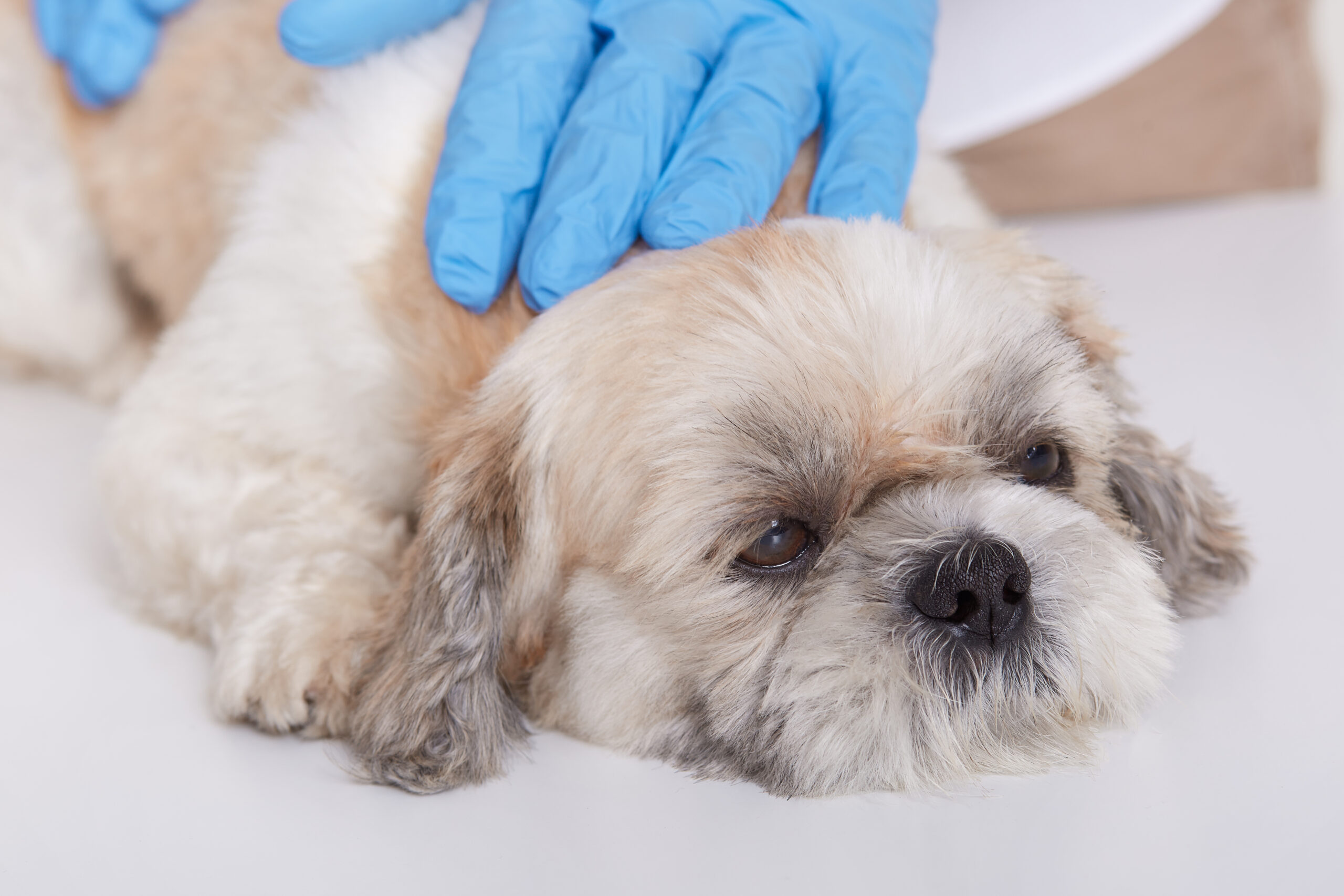 Mãos de veterinário em luvas de proteção azul examinando um pequeno cachorro branco deitado sobre superfície branca.