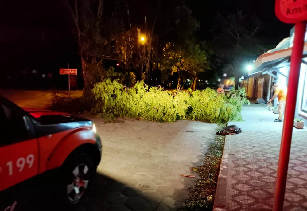 Ventos no Litoral Norte derruba árvores em Ubatuba