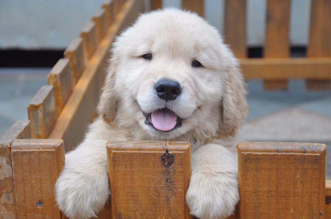 Filhote de Golden Retriever bege claro com a língua para fora e apoiado sobre cerca de madeira com as duas patas da frente sobre os vãos da cerca. Esse é um dos filhotes do Golden Lovely Buddy, um dos canis em SJC.