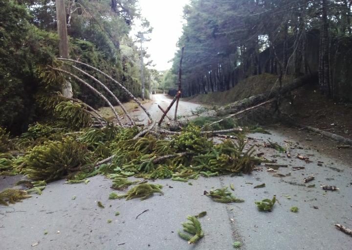 Fortes ventos causam queda de árvore em Campos do Jordão