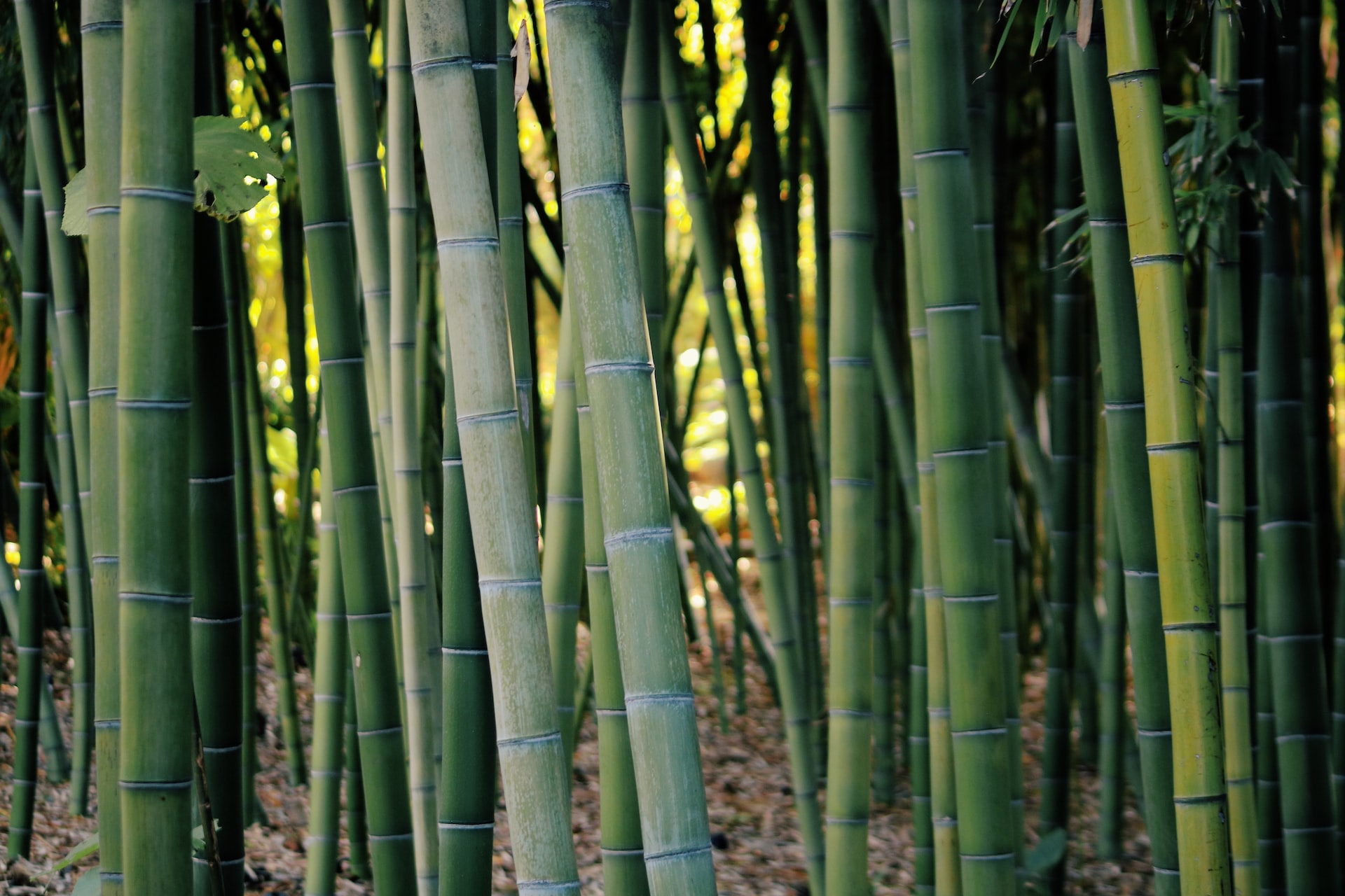Plantação de bambu verde vista na horizontal.