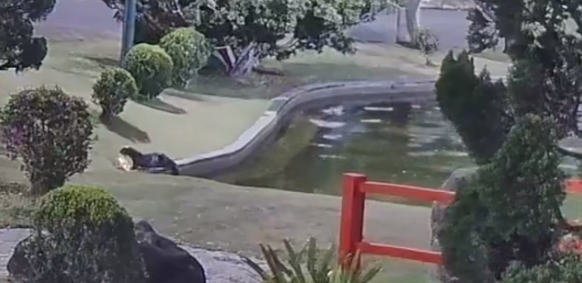 lontra no aquárius em SJC