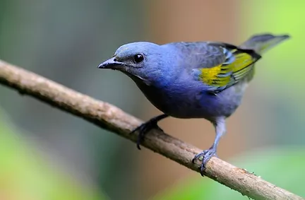 Passarinho azul em cima de um galho, com uma paisagem verde ao fundo, uma das fotografias da Ilhabela Bird Week 2022.