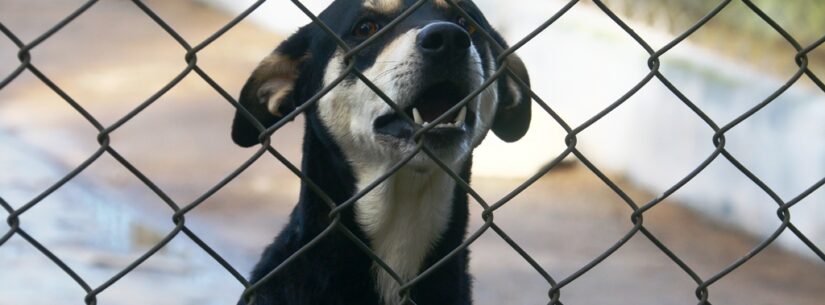 Imagem mostra cachorro preto com pelagem do pescoço e próxima ao focinho bege atrás de grade de proteção. Nesta sexta-feira, Caraguatatuba abre 100 vagas para castração gratuita.