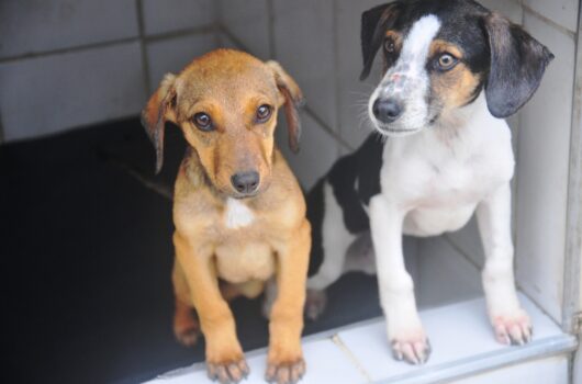 Dois cães nas cores bege e branco estão dentro de canil.