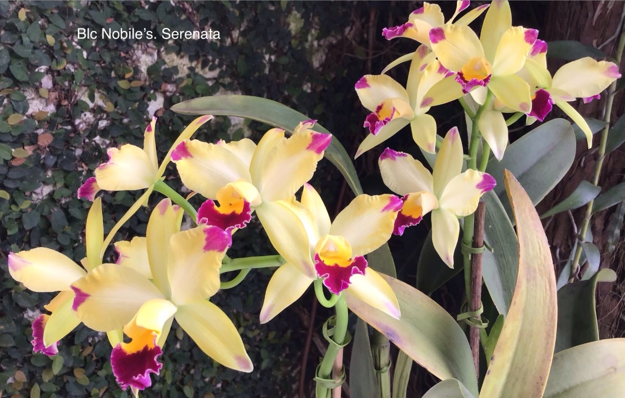 Orquídea amarela, com detalhes rosa e verde, em frente à um fundo verde, simulando a feira de flores da Ceagesp de SJC