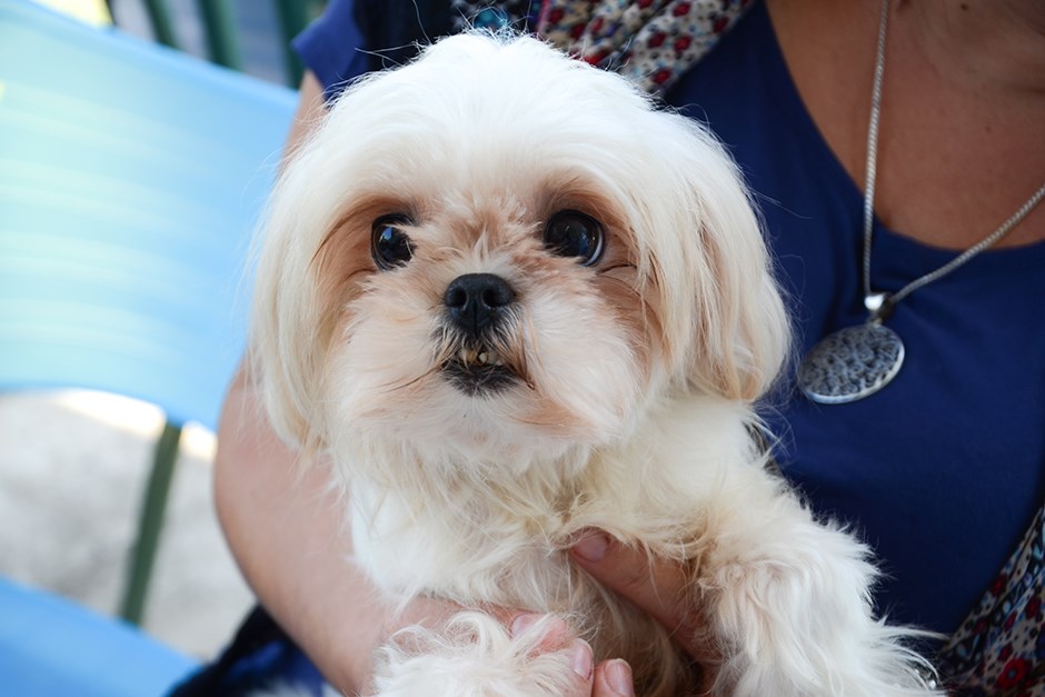 Foto de um cachorro branco, olhos pretos, olhando para o lado, no colo de um tutor; foto ilustra a castração gratuita de SJC, o programa Meu Pet Feliz.