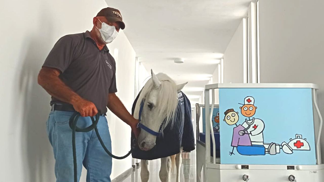 Homem no lado esquerdo, segurando um cavalo ao lado direito, que veste uma roupa, pelagem branca; ao funo o hospital GACC, com paredes brancas; à direita um desenho.