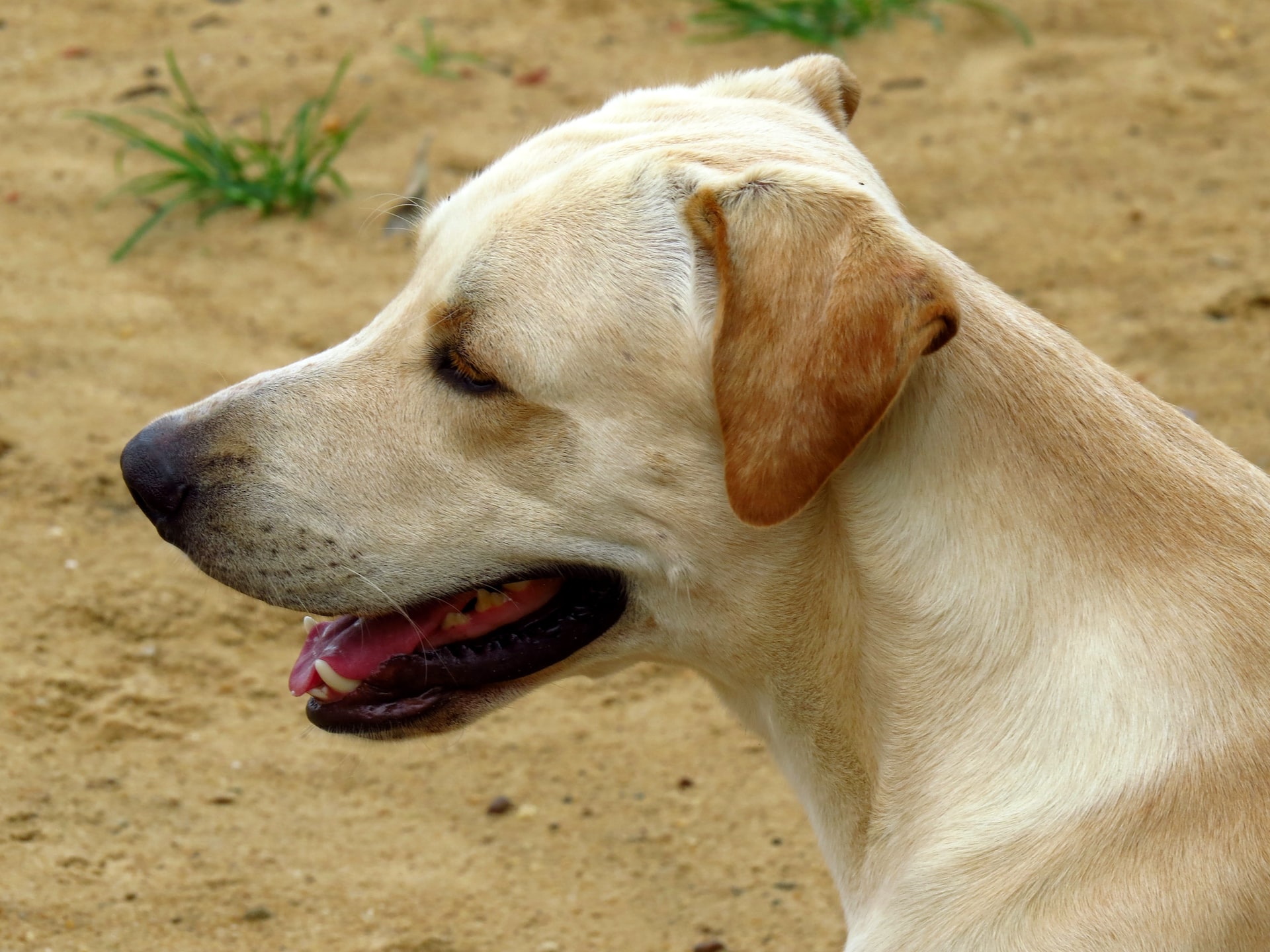 Foto de close em rosto de cachorro vira-lata/labrador caramelo claro de perfil. Vacinação antirrábica acontece em Taubaté nesta quinta.