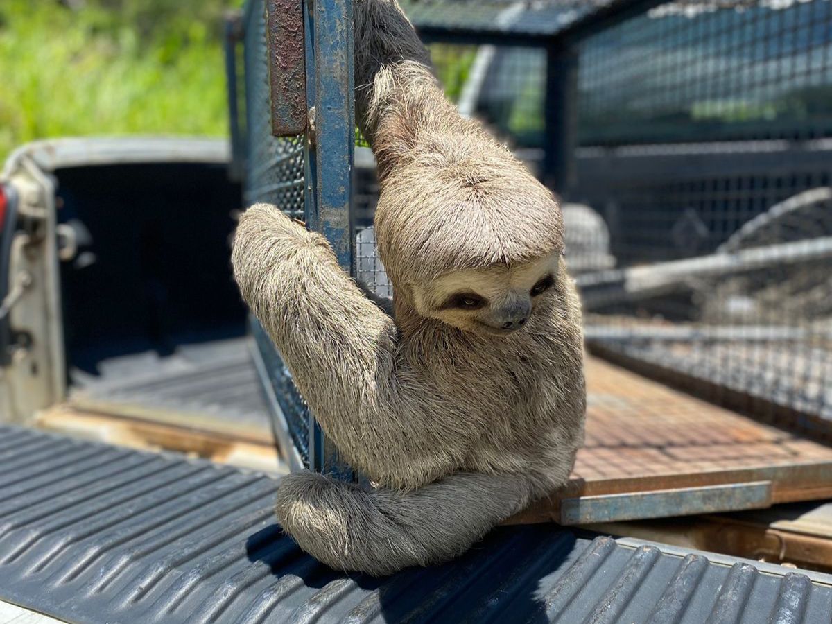 Bicho-preguiça em Caraguatatuba é resgatado, na foto ele aparece segurando uma grade, da gaiola.