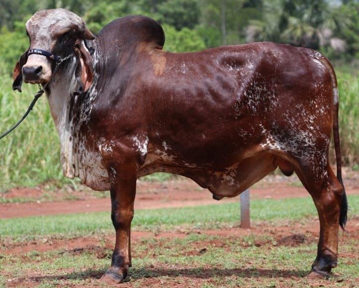 Foto mostra uma vaca do tipo gir leiteiro, na Estância Silvânia, olhando para a câmera, na cor marrom, em pé, com uma coleira e área verde ao fundo.