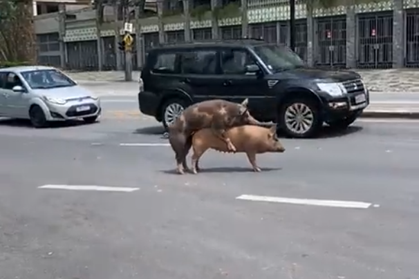 Frame do vídeo que mostra dois porcos namorando/acasalando