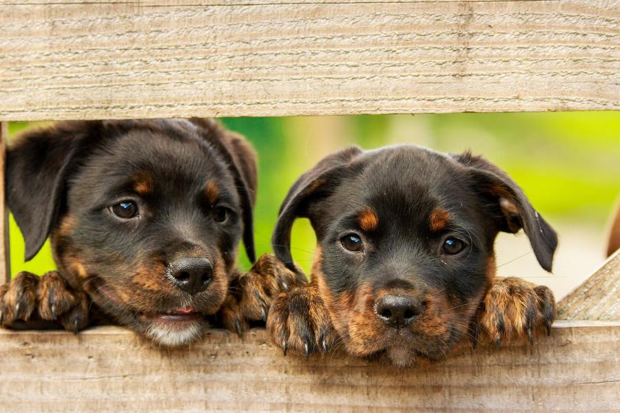 Dois cães pretos apoiados em uma madeira, simulando a vacinação antirrábica em Caçapava.