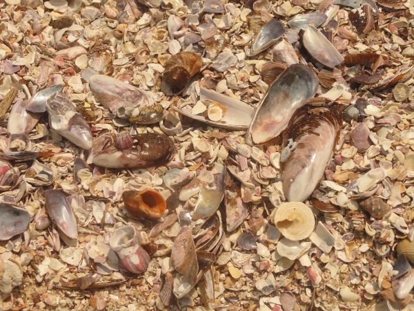 praia das conchas , uma das melhores praias desertas de ubatuba