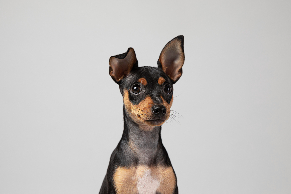 Cachorro preto com as orelhas levantadas, em um fundo cinza, simulando a matéria sobre a vacinação antirrábica em Taubaté.
