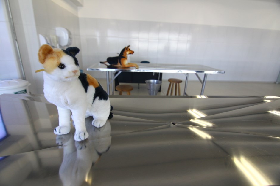Hospital Veterinário de SJC tem parceria com a Univap (Universidade do Vale do Paraíba