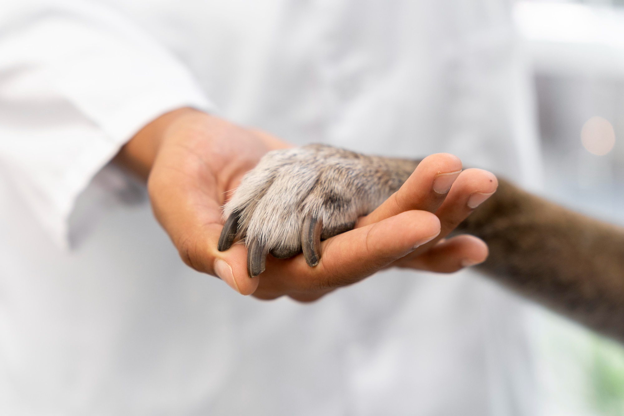 Médico veterinário com jaleco branco, segurando a pata de um cachorro; foto ilustra matéria sobre a castração em Caçapava.