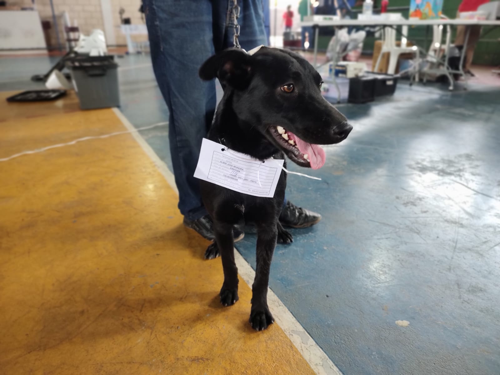 pet em taubaté aguardando serviço de castra móvel