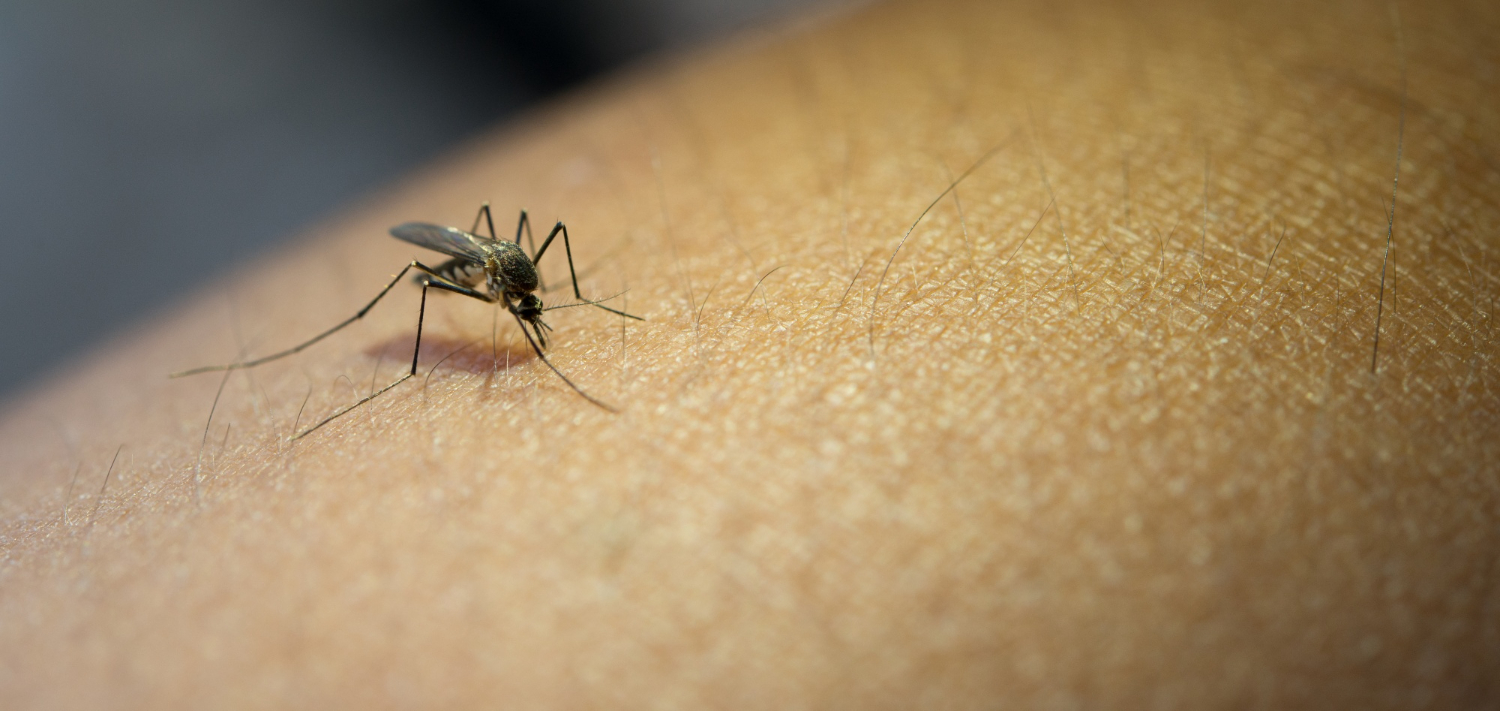 Foto mostra um mosquito da dengue preto, em cima de um braço, ilustrando matéria sobre prevenção em São José dos Campos.