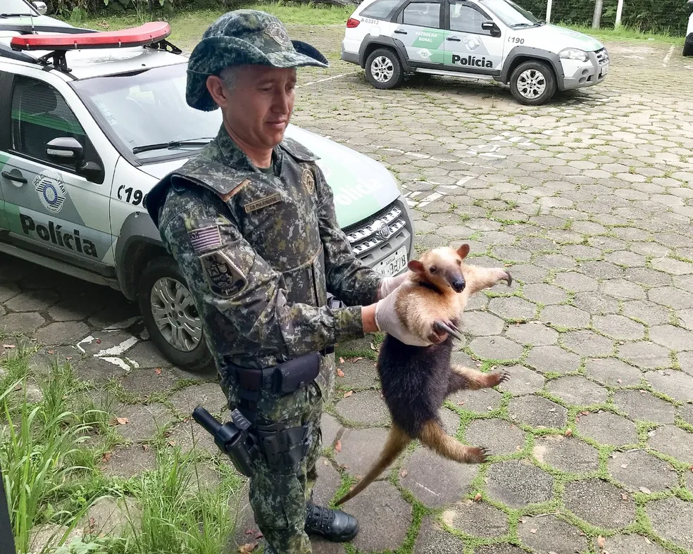 policial ambiental com tamanduá nos braços