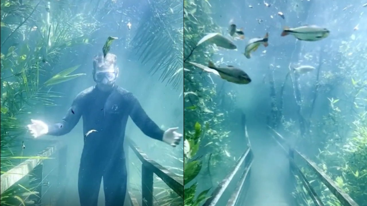 colagem com duas fotos da trilha submersa no ms. a primeira, à esquerda, mostra o mergulhador mateus alexandre na trilha debaixo da água. a segunda, à direita, mostra peixes nadando no local.