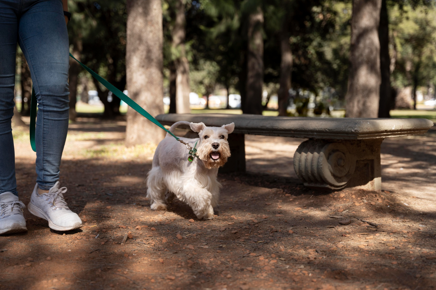 Cachorro passeando na coleira, andando na terra, com o dono ao lado; foto ilustra matéria sobre lei sancionada pelo Tarcísio de Freitas em SP sobre maus tratos aos animais.