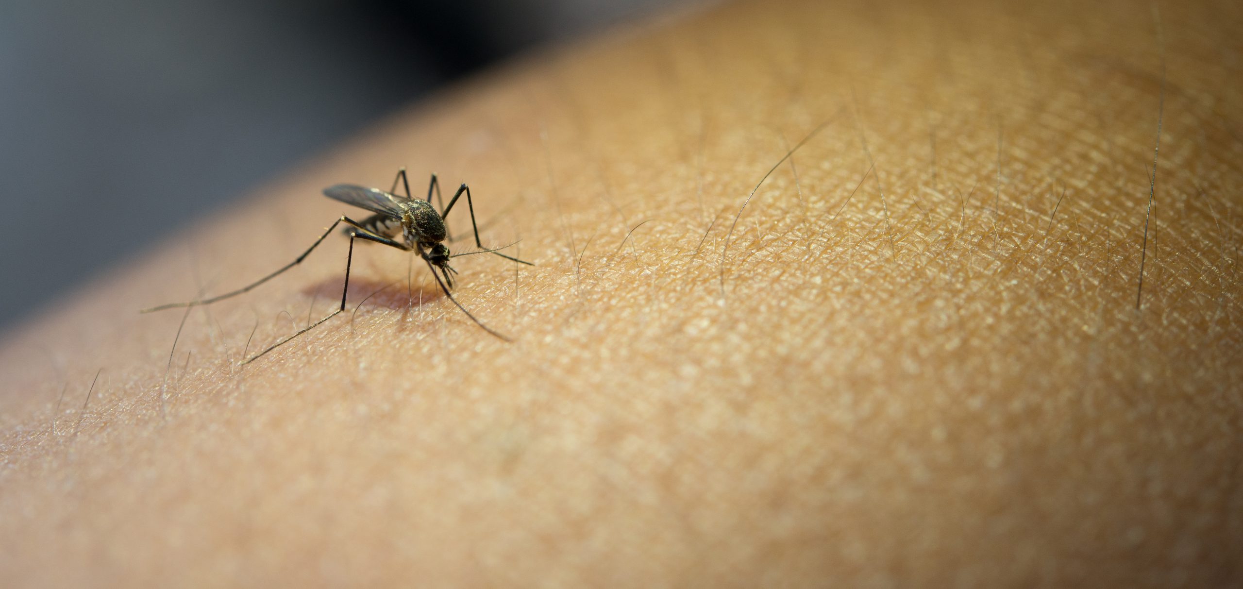 imagem do mosquito transmissor da dengue, aedes aegypti