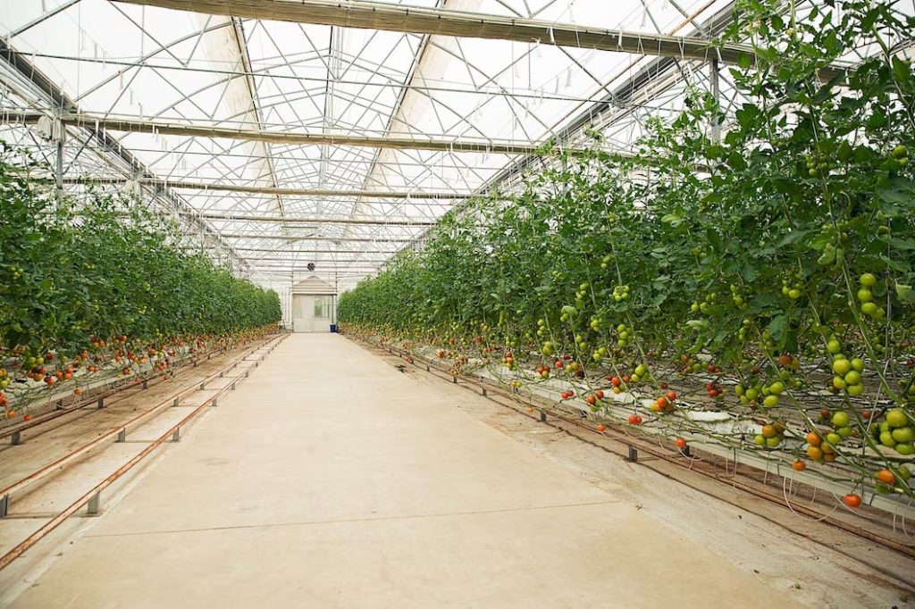 plantação de tomate em estufa; foto ilustra matéria sobre Plantas podem emitir sons em casos de estresse, indica pesquisa