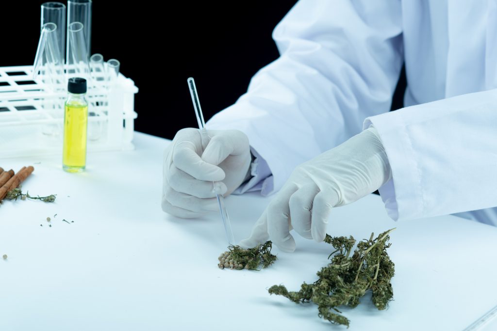 Venda de produtos à base de cannabis tem alta de 487,8% nas farmácias