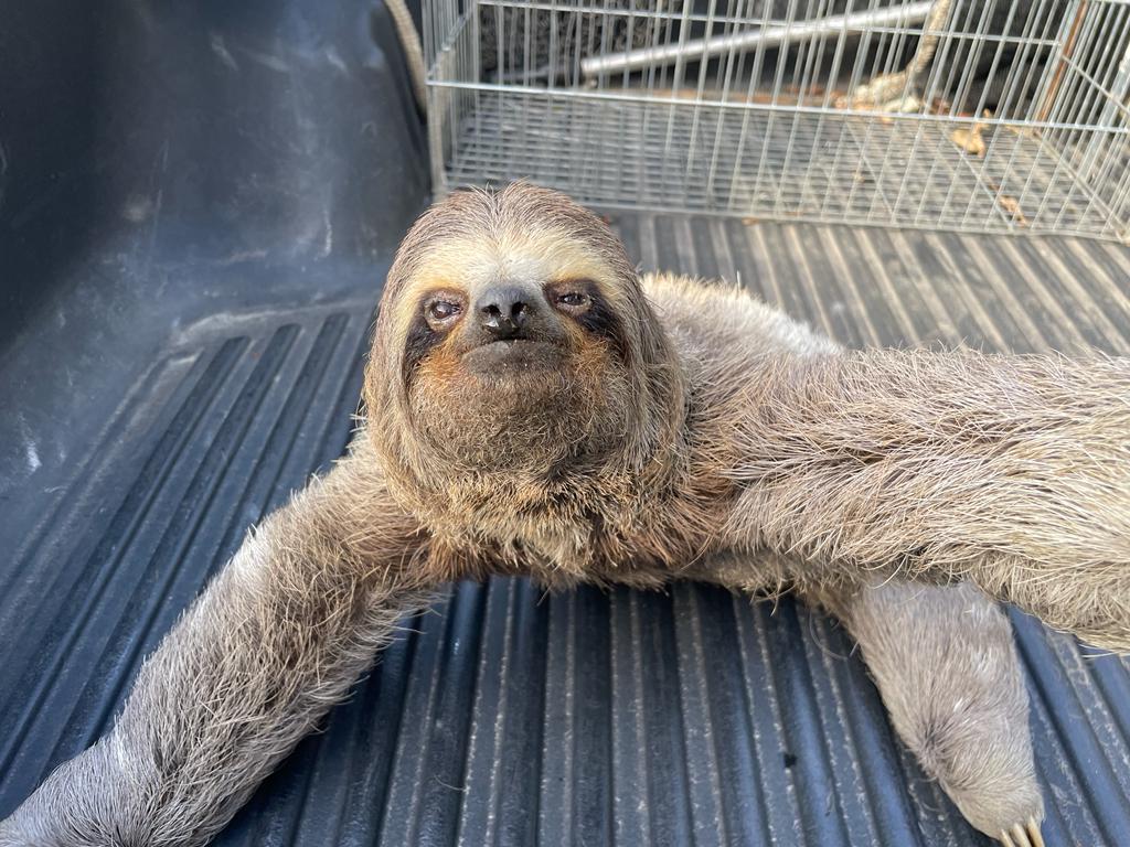 Bicho-preguiça em Caraguatatuba é resgatado pela Polícia Militar; na foto o animal aparece em cima da parte traseira de um carro, com uma jaula ao fundo.