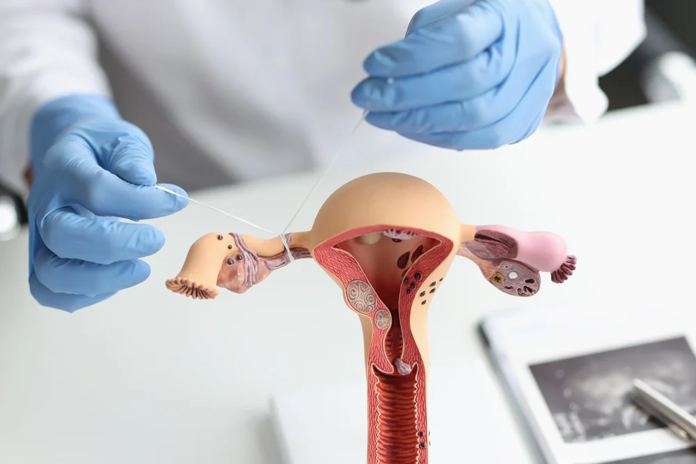 médica segurando maquete do aparelho reprodutor feminino