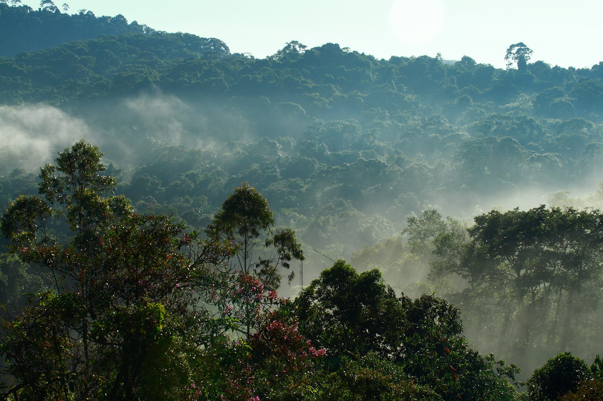 Vista aérea do Parque Natural Municipal Augusto Ruschi, em São José dos Campos, com diversas árvores e uma neblina ao meio.
