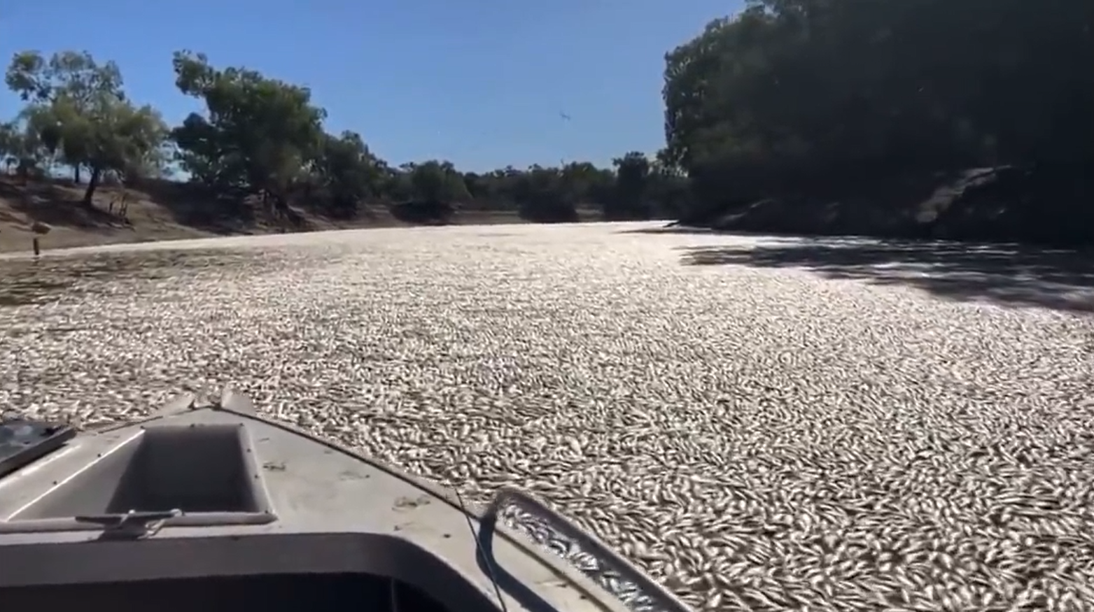 Foto mostra milhões de peixes na Austrália, mortos em rio, prejudicando a locomação de barcos, em meio à área verde.