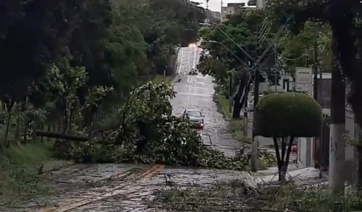queda de árvore em va de taubaté