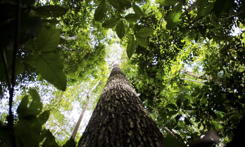 imagem de árvores; foto ilustra matéria sobre Governo abre consulta pública para plano contra desmatamento na Amazônia