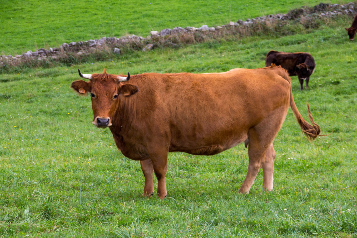Animal bovino na cor marrom parado em cima de um gramado, olhando para o lado; foto ilustra matéria sobre vacinação gratuita contra a brucelose, que vai até o fim de maio em São José dos Campos (SJC).