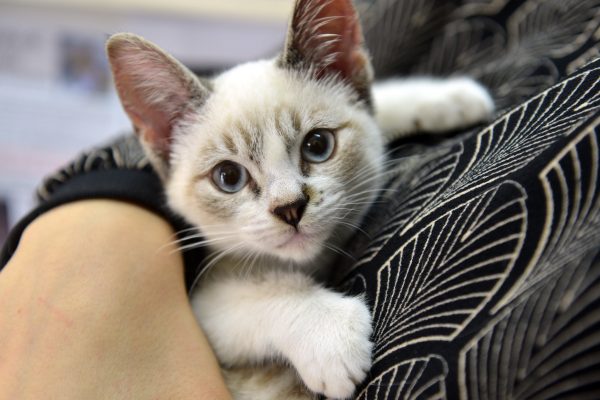 close em gatinho filhote branco de olhos azuis no colo de uma pessoa.