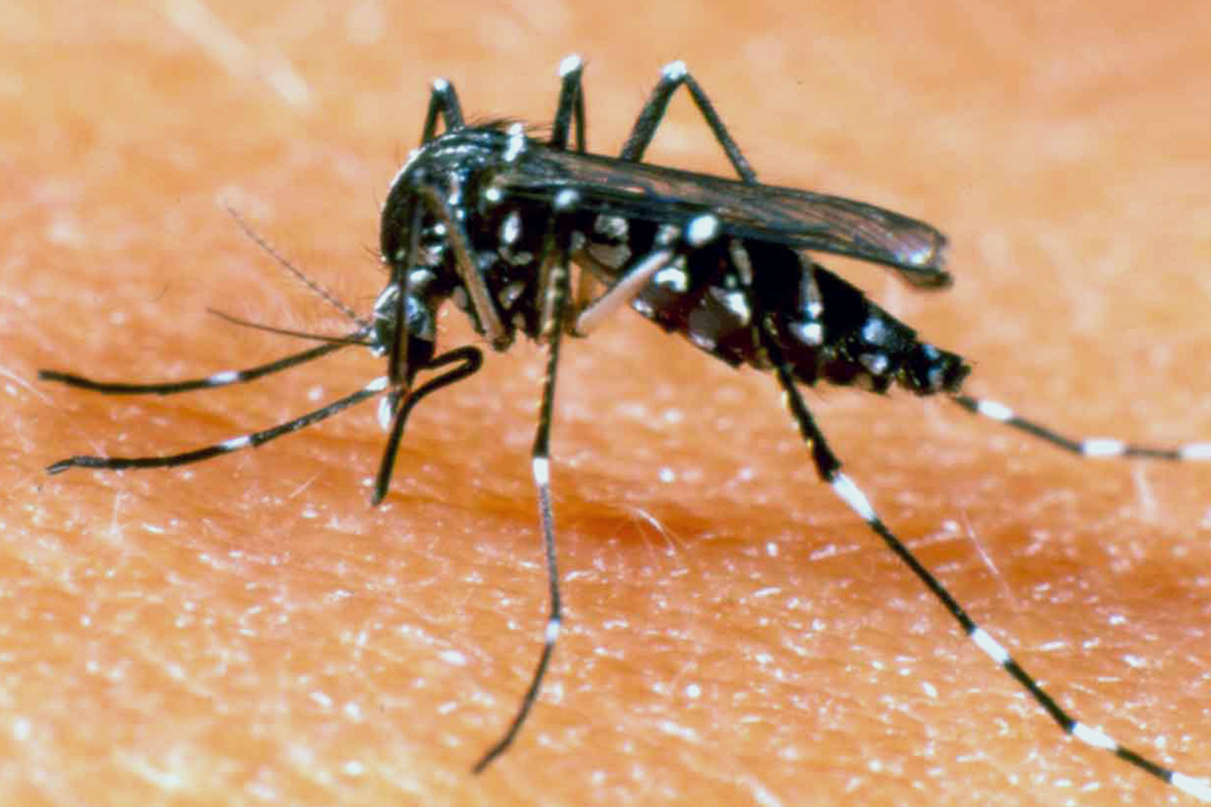 mosquito Aedes aegypti sobre a pele de uma pessoa em zoom.